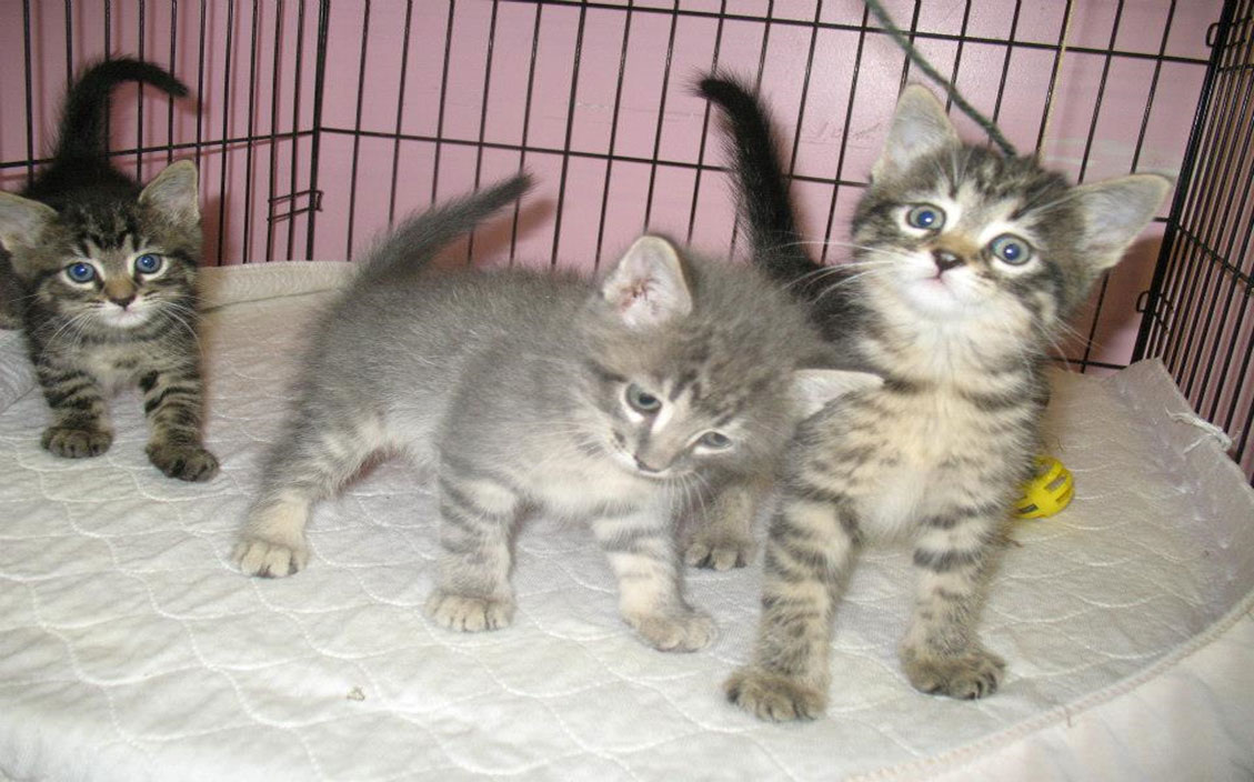 Picture of kittens