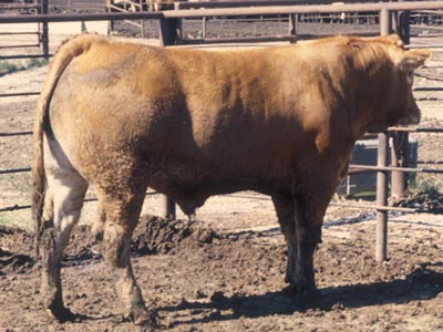 Number 809 in fabrication cattle list