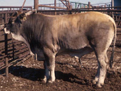 Number 811in fabrication cattle list