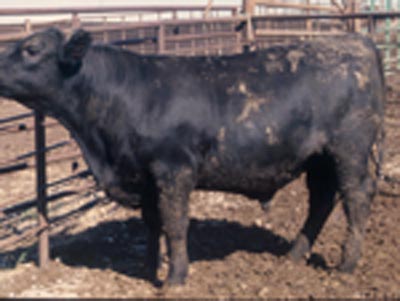 Number 815 in fabrication cattle list