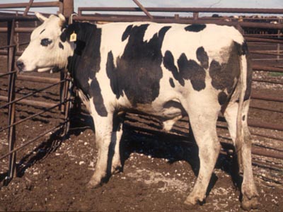 Number 816 in fabrication cattle list