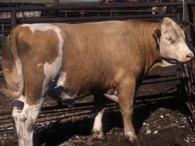 Number 817 in fabrication cattle list