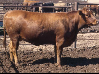 Number 818in fabrication cattle list