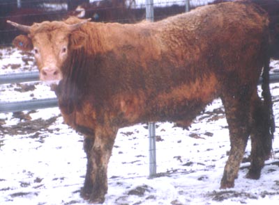 Number 704 in fabrication cattle list