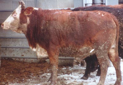 Number 705 in fabrication cattle list