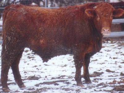 Number 709 in fabrication cattle list