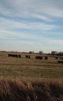 Photo of Cows at Mead