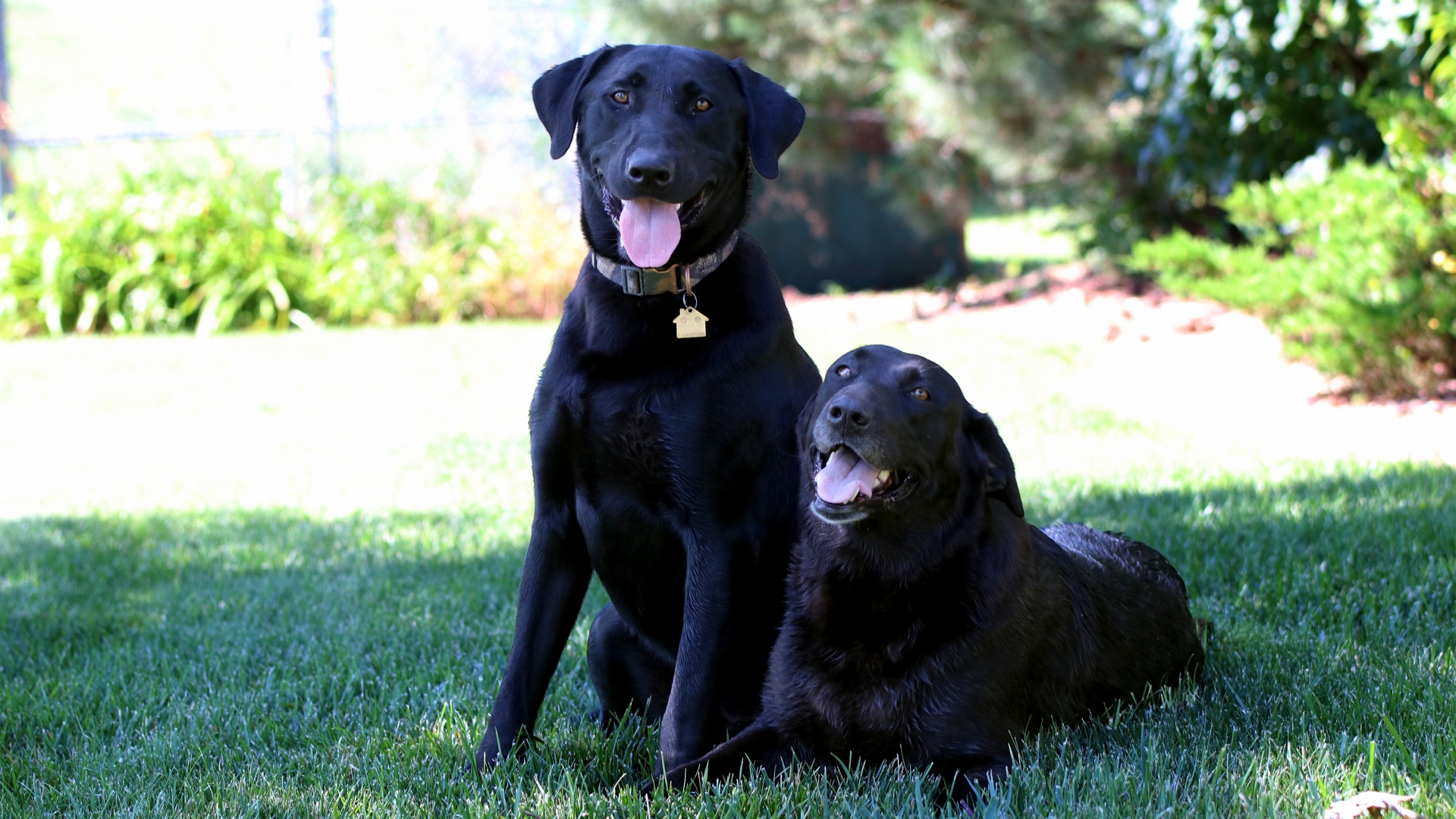 two dogs sitting down in grass.