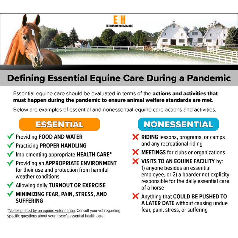 Equine Care flyer