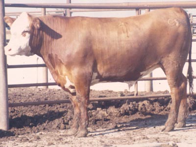 Number 129 in evaluation cattle list