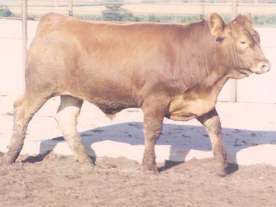 Number 272 in evaluation cattle list