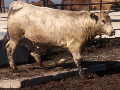 Number 419 in fabrication cattle list