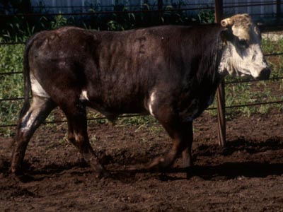 Number 421 in fabrication cattle list