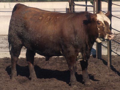 Number 422 in fabrication cattle list