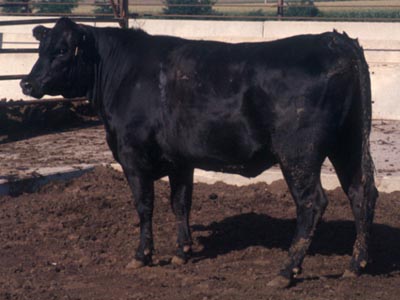 Number 423 in fabrication cattle list