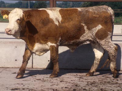 Number 424 in fabrication cattle list
