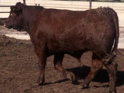 Number 426 in fabrication cattle list