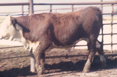 Number nt in evaluation cattle list