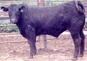 Number 3 in fabrication cattle list