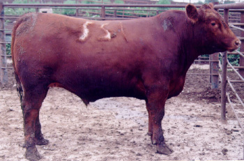 Number 4 in fabrication cattle list