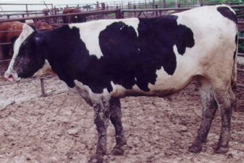 Number 635 in fabrication cattle list