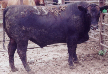 Number 637 in fabrication cattle list