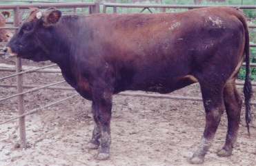 Number 648 in fabrication cattle list