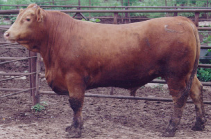 Number 664 in fabrication cattle list