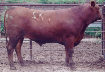 Number 666 in fabrication cattle list
