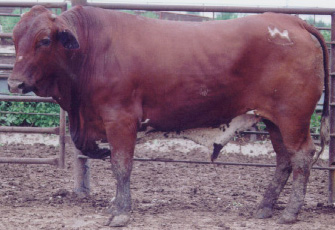 Number 697 in fabrication cattle list