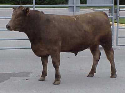 Number 649 in fabrication cattle list