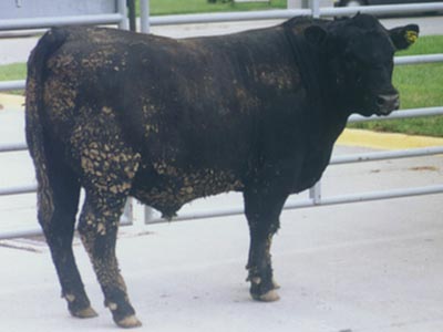 Number 676 in fabrication cattle list