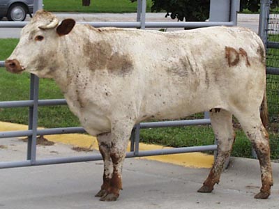 Number 678 in fabrication cattle list