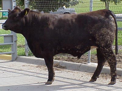 Number 680 in fabrication cattle list