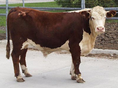 Number 681 in fabrication cattle list