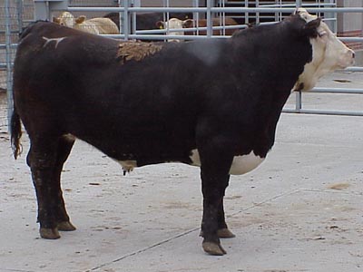 Number 683 in fabrication cattle list