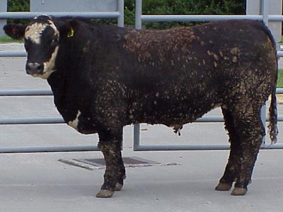 Number 684 in fabrication cattle list