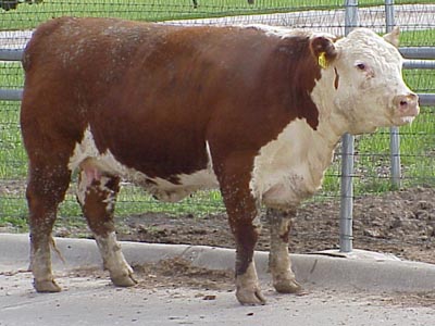 Number 694 in fabrication cattle list