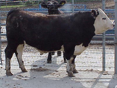 Number 696 in fabrication cattle list