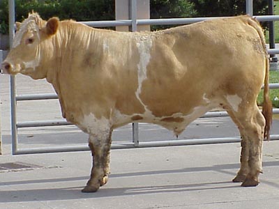 Number 697 in fabrication cattle list