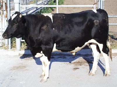 Number 661 in fabrication cattle list