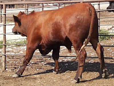 Number 665 in fabrication cattle list