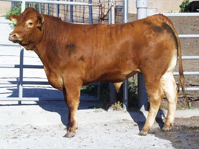 Number 667 in fabrication cattle list