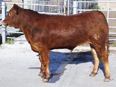 Number 668 in fabrication cattle list
