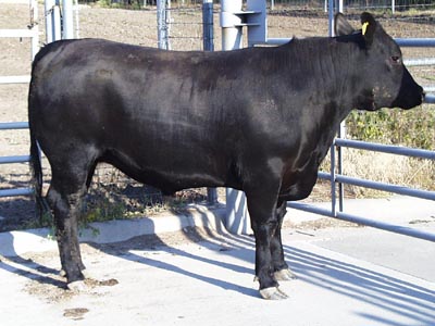 Number 669 in fabrication cattle list
