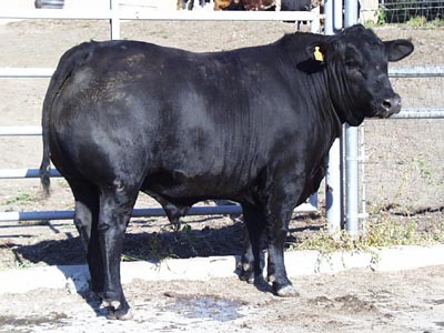 Number 670 in fabrication cattle list