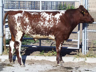 Number 675 in fabrication cattle list