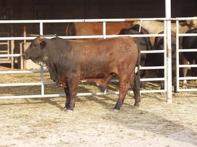 Number 592 in fabrication cattle list