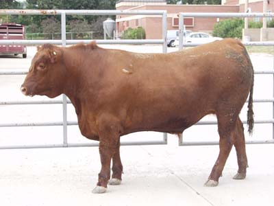 Number 593 in fabrication cattle list