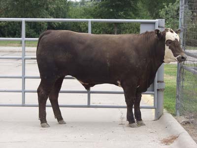 Number 594 in evaluation cattle list